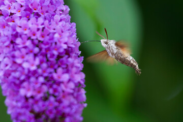 Morosphinx Macroglossum stellatarum butinant sur un Buddleia