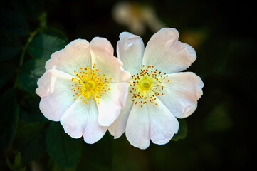 Blossom of a wild rose (Rosa stylosa; in German: Griffel-Rose)