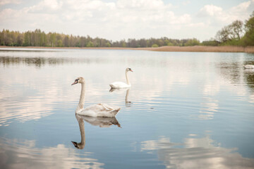 white swans swim in the pond