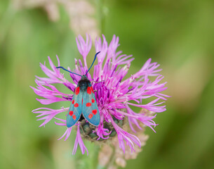 a six spot burnet moth (Zygaena filipendulae) feeding on a beautiful pink greater knapweed (Centaurea scabiosa) flower
