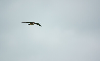 a sparrow hawk (Accipiter nisus) flies over chalklands on Salisbury Plain in search of prey