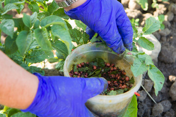 biological agriculture. farmer with their hands picks bags from plants.