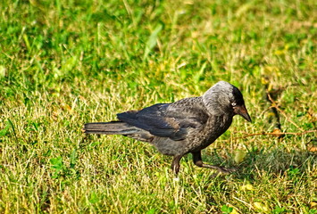 Kawka zwyczajna (Corvus monedula) - czarny ptak. Jackdaw (Corvus monedula) - black bird. 