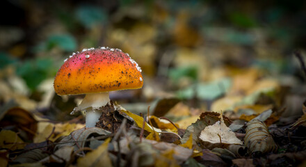 toadstool in Polish jesiennylesie © Jakub