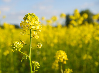 Yellow bright rapeseed flower close-up. Blooming rapeseed field. Canola Colza Yellow Flowers. Rapeseed, Oilseed Field Meadow
