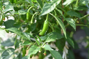 Sweet green pepper cultivation. Sweet green pepper is Solanaceae's non-spicy pepper and is a nutritious vegetable called Shishito green pepper in Japan.