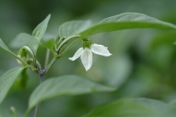 Fototapeta premium Sweet green pepper cultivation. Sweet green pepper is Solanaceae's non-spicy pepper and is a nutritious vegetable called Shishito green pepper in Japan.
