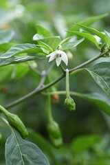 Sweet green pepper cultivation. Sweet green pepper is Solanaceae's non-spicy pepper and is a nutritious vegetable called Shishito green pepper in Japan.