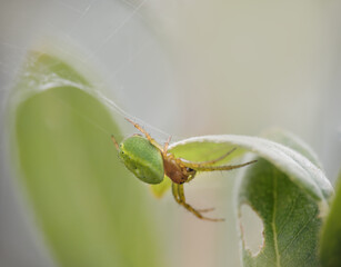 Araniella cucurbitina aka Cucumber spider in habitat. UK.