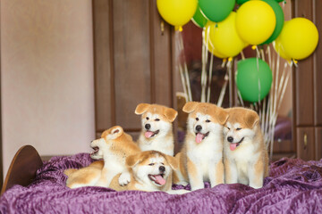 Fototapeta na wymiar Funny little akita inu puppies with balloons. Fluffy balls of happiness