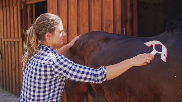 Young female caretaker giving a bath to a dark bay horse in the stable. Using a sweat scraper thoroughly cleaning the horseback. Love for animals and taking care of them concept. 