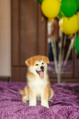 Fototapeta na wymiar Happy akita inu puppy celebrate his adoption in new family