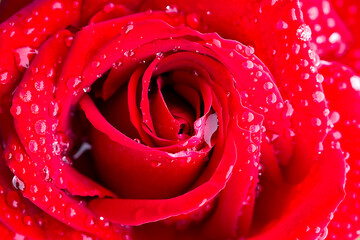 beautiful velvety red rose in dew