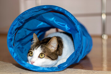 House cat sitting and playing inside the cat tunnel toy. © Hatice
