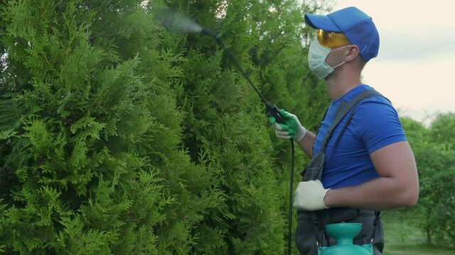 Gardener applying insecticide fertilizer to his thuja using a sprayer