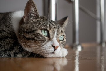 tabby cat face, facial expressions, close-up.