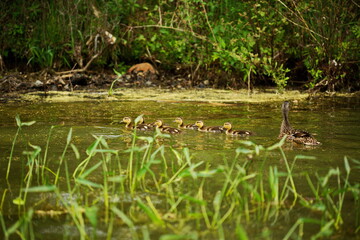 Wild baby ducks along the edge of a lake with their mother nearby. Nature and wildlife in Ontario, Canada.