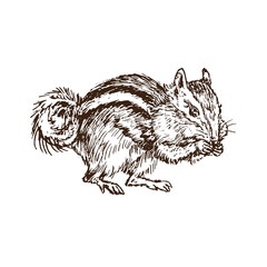 The least chipmunk (Neotamias minimus), woodcutstyle ink drawing illustration