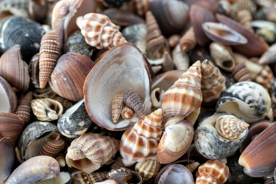 Background made of real seashells. on natural and marine narratives