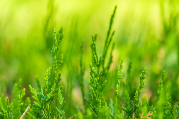 Obraz premium Green branches and young leaves of a thuja tree.