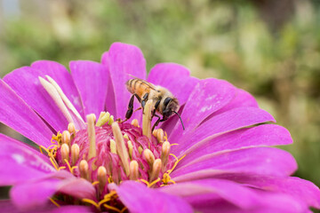 Bee on pink purple flower