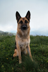 Dog is traveler in mountains against background of thick fog before thunderstorm. Portrait of German shepherd on wide angle lens and funny distortion of muzzle.