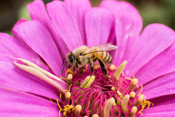 Bee on pink purple flower