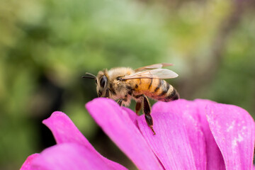 Bee on pink purple flower