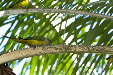 Birds called Maritacas, with green and yellow feathers, eating fruit from the tree in a Brazilian park. Family of Psittacidae of the genus Pionus. Selective focus.