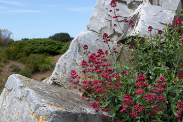 Red valerian or centranthus ruber flowering plants on the rocks.