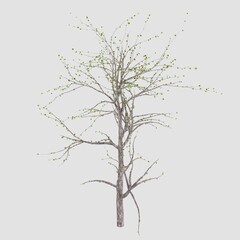 Tree 3d rendering. Tree picture.