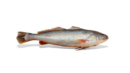 Fototapeta premium Golden Croaker With Shadow (CORVINA)