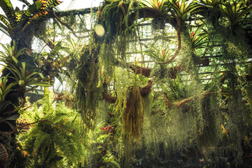 Greenhouse with tropical hydroponics plants and roots as laboratory cultivation process in vintage colors as botany science background 