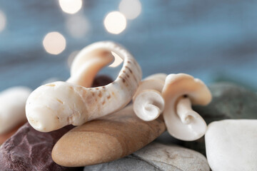 seashells that were broken, revealing the golden ratio spiral design inside. light bokeh in the...