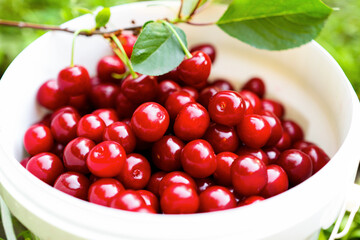 White basket with a bunch of cherries close-up. Harvesting sweet cherries. Red ripe berry with a branch of a cherry tree.