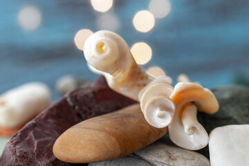 seashells that were broken, revealing the golden ratio spiral design inside. light bokeh in the background.