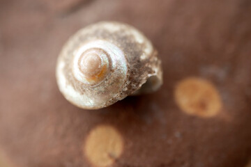  shell of sea snail containing, close-up. fibonacci golden ratio