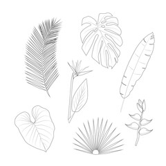 A set of tropical plants, leaves and flowers in the style of line art. The plant world. Vector illustration on a white background