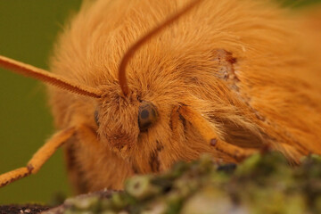 Frontal closeup of the brown ad hairy Oak eggar moth, Lasiocampa quercus
