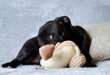 Young Staffordshire Bull Terrier on bright background. Copy space.