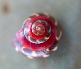 shell of sea snail containing red color. close-up. fibonacci golden ratio