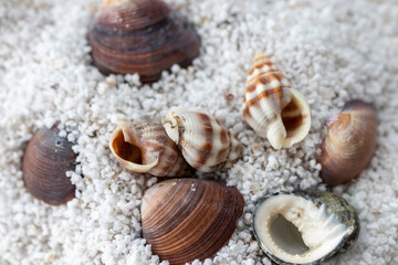 Fototapeta na wymiar Seashells on the white sand. summer holidays, travel agencies.