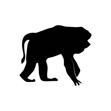 Lion-tailed macaque or Macaca silenus or Wanderoo, vector silhouette. isolated on white background