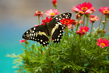 colorful butterfly on the flower for spring  background 