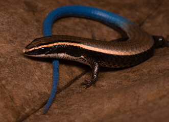 Micrablepharus maximiliani - Lagarto de cauda azul