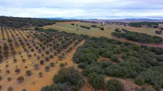 aerial view of holm oak forest where there are truffles in Soria Spain	