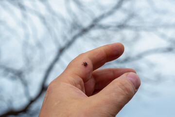 A dangerous little tick on the arm.