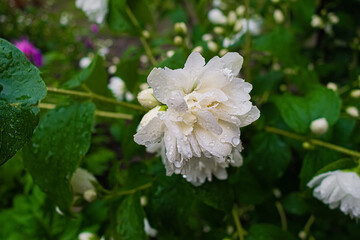 White jasmine flower with raindrops in garden