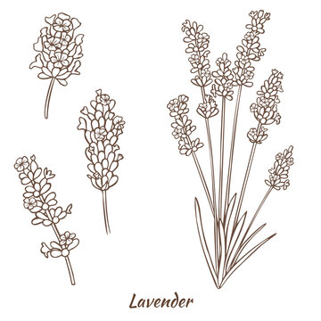 Lavender Plant and Flowers in Hand Drawn Style