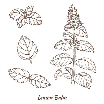 Lemon Balm Plant and Leaves in Hand Drawn Style